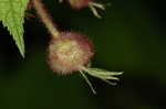 Purpleflowering raspberry